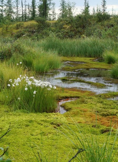 птица варакушка 3