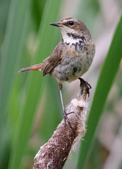 птица варакушка 4