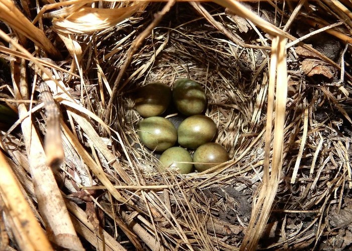 Варакушка: описание птицы с ярким клювом, фото, где обитает, чем питается, цвета, подвиды, интересные факты