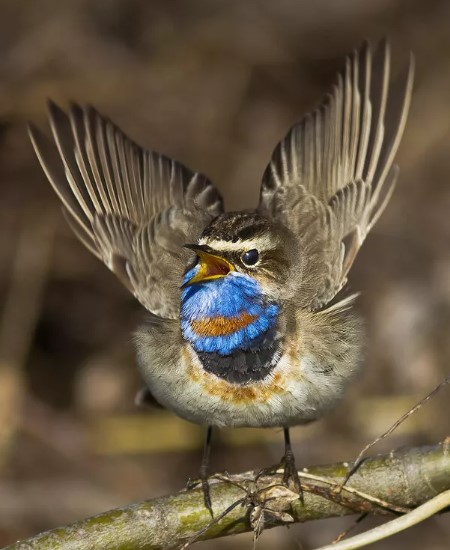 птица варакушка 9