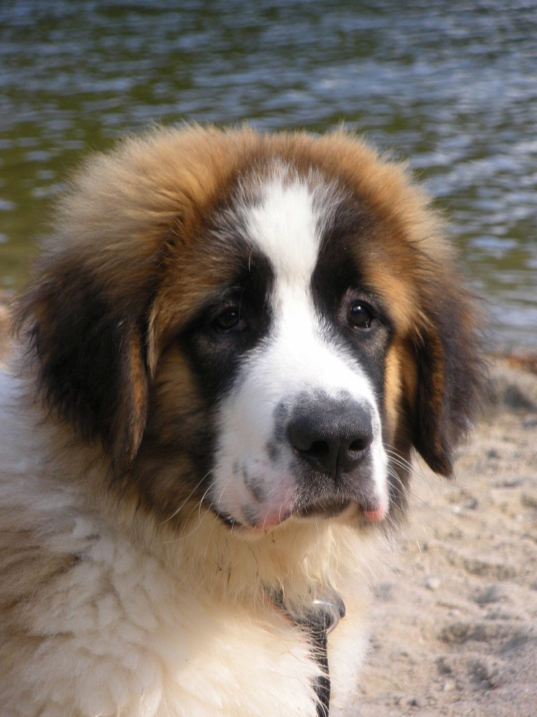 Московская сторожевая