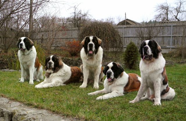 Московская сторожевая