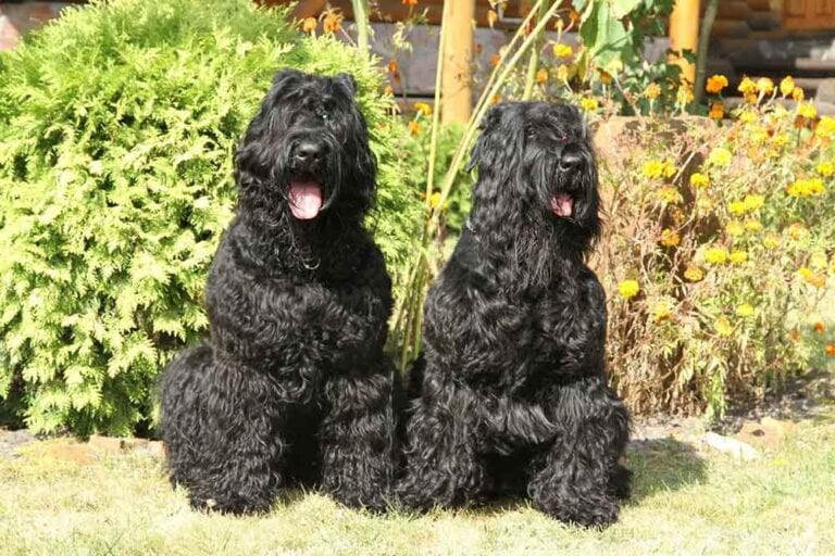 Русский черный терьер