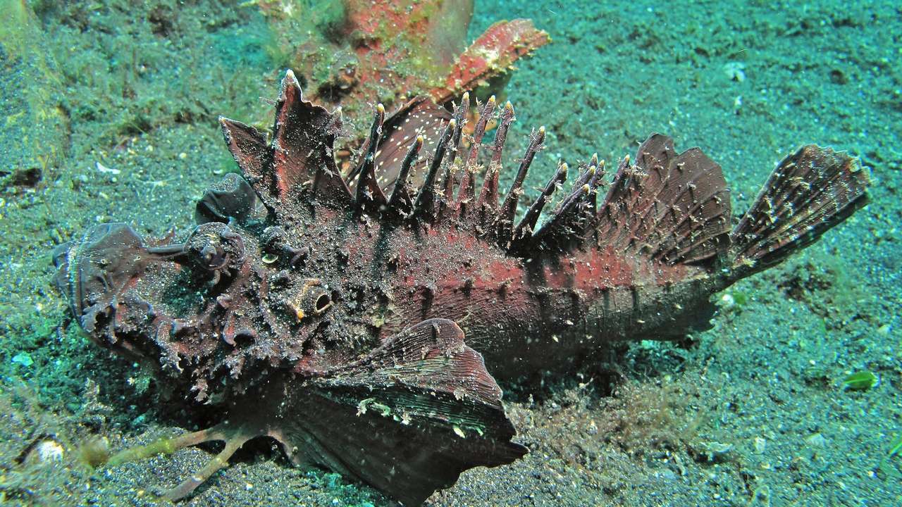 Рыба Инимикус, фото Рыба Инимикус, фото