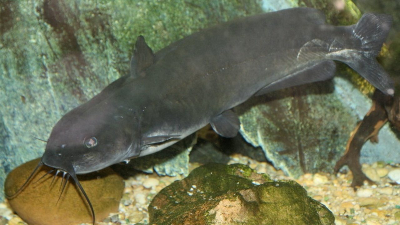 Ловля канального сома, фото