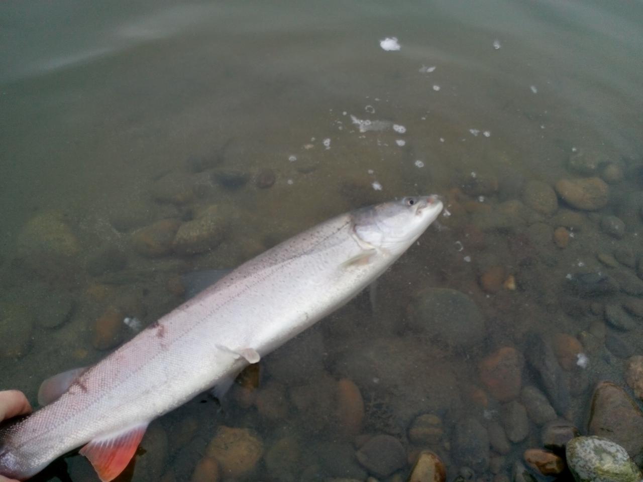 Рыба нельма: характеристики, полезные свойства, нюансы ловли