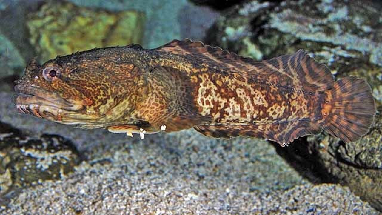 Рыба-жаба, фото Рыба-жаба, фото