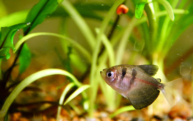 Рыба Тернеция