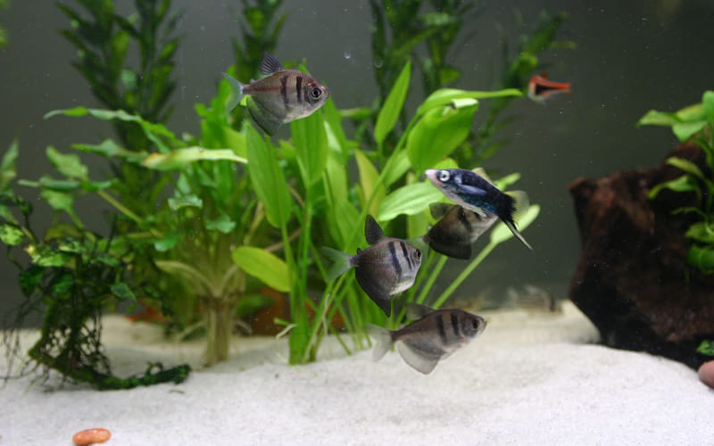 Рыбка Тернеция