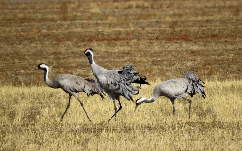 Обычные краны в поле Обычные краны в поле