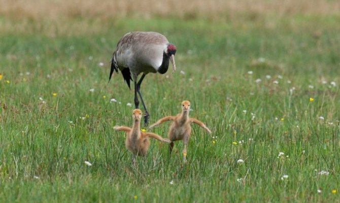 С цыплятами С цыплятами