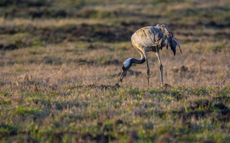Обыкновенный журавль ест Обыкновенный журавль ест