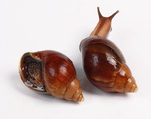 Сколько живут улитки ахатины в домашних условиях?