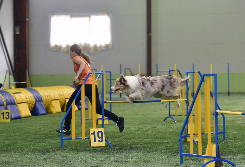 Пес, девушка, полоса препятствий