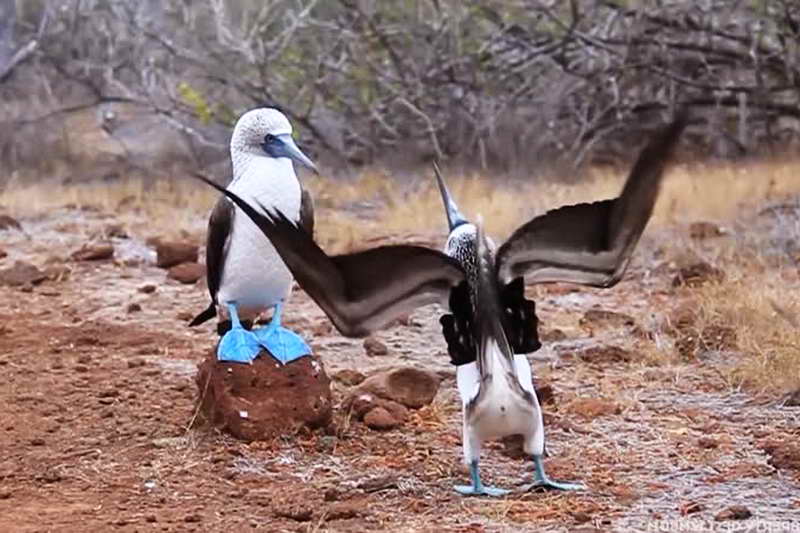 Брачный танец голубоногой олуши