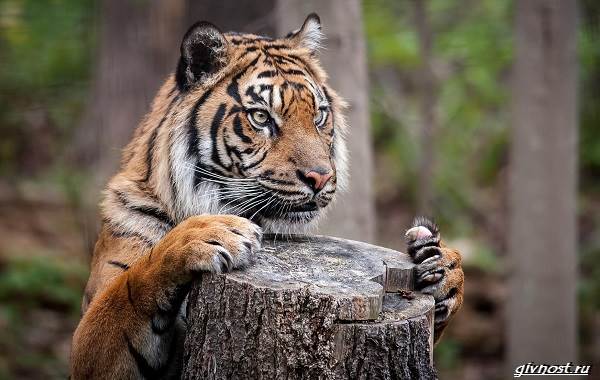 Тигр-животное-описание-особенности-образ жизни-и-среда обитания-21