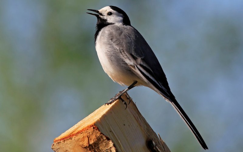 Маленький хвост Маленький хвост