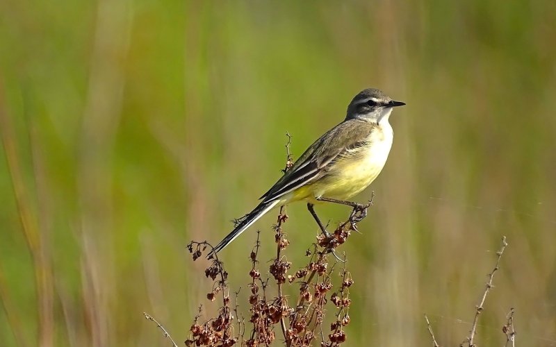Желтая трясогузка Желтая трясогузка