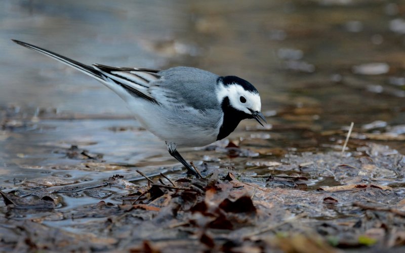 Птица у воды Птица у воды