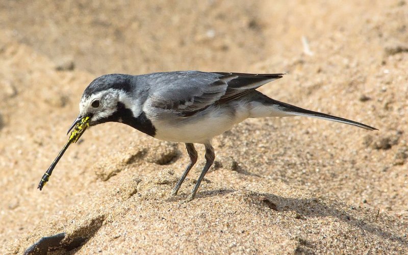 Ест стрекоз Ест стрекоз