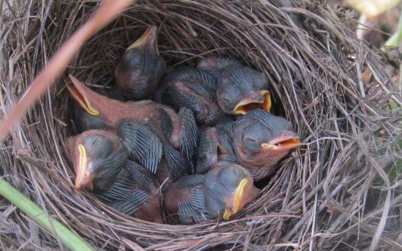 Птенцы с бегущим хвостом Птенцы с бегущим хвостом