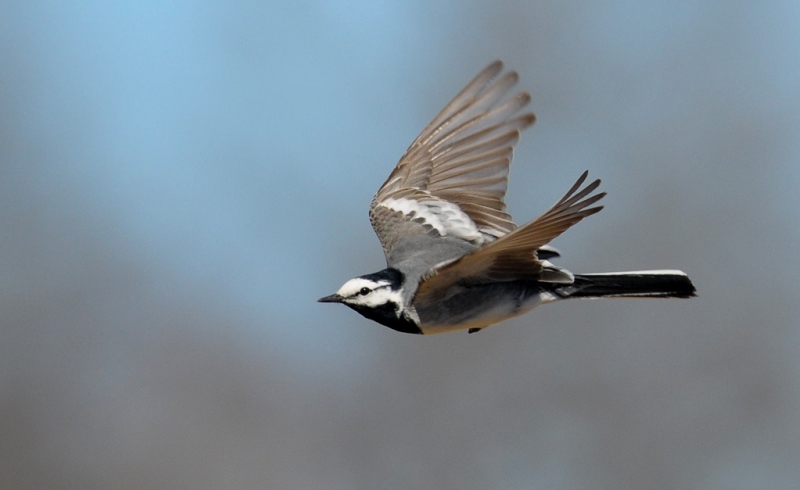 На ходу На ходу