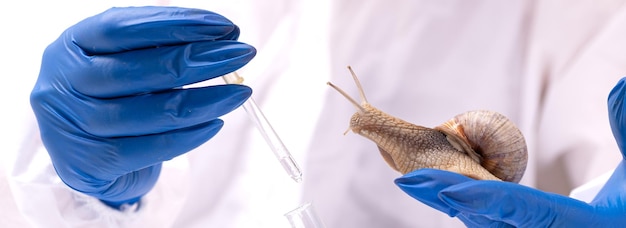 Сколько живут улитки ахатины в домашних условиях?