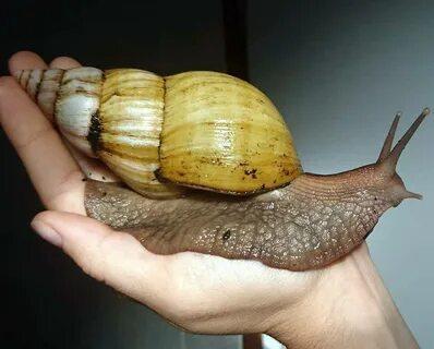 Сколько живут улитки ахатины в домашних условиях?