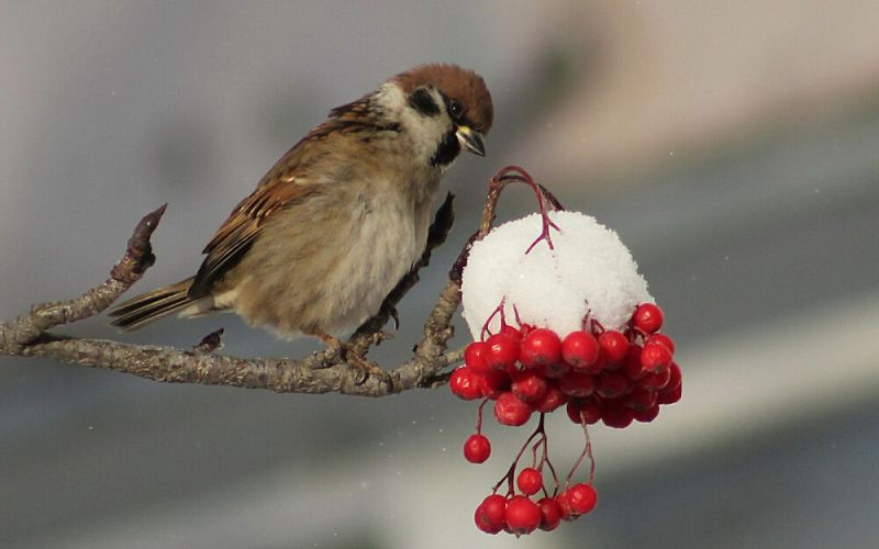 С икрой С икрой