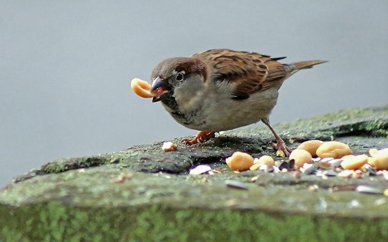 Ешьте орехи Ешьте орехи