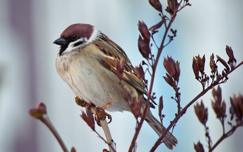 Красивый воробей Красивый воробей