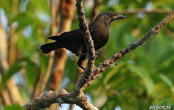 Ворон-птица-описание-особенности-образ-жизни-и-среда-обитания-10