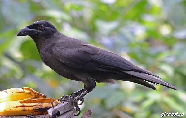 Ворон-птица-описание-особенности-образ-жизни-и-среда-обитания-11