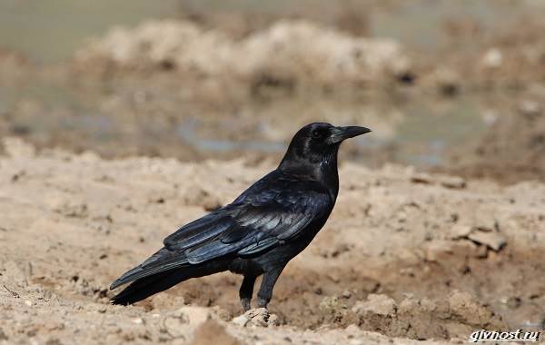 Ворон-птица-описание-особенности-образ-жизни-и-среда-обитания-12