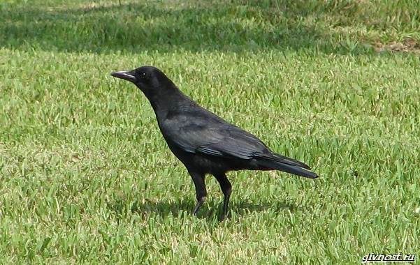 Ворон-птица-описание-особенности-образ-жизни-и-среда-обитания-13