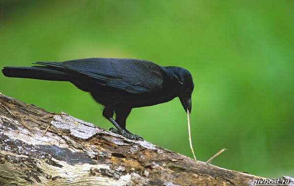 Ворон-птица-описание-особенности-образ-жизни-и-среда-обитания-15