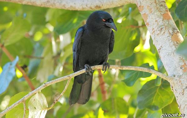 Ворон-птица-описание-особенности-образ-жизни-и-среда-обитания-16