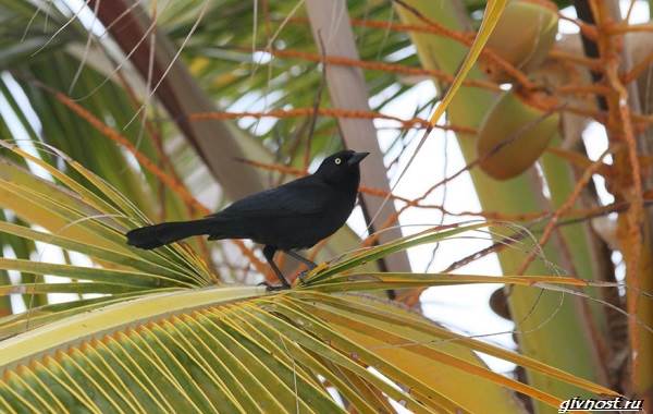 Ворон-птица-описание-особенности-образ-жизни-и-среда-обитания-18