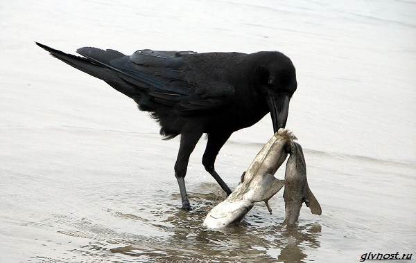 Ворон-птица-описание-особенности-образ-жизни-и-среда-обитания-19