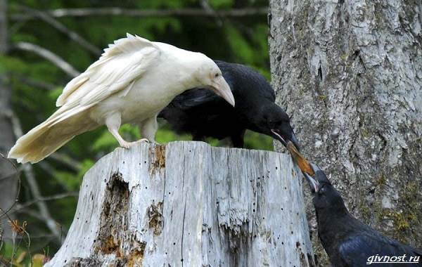 Ворон-птица-описание-особенности-образ-жизни-и-среда-обитания-22