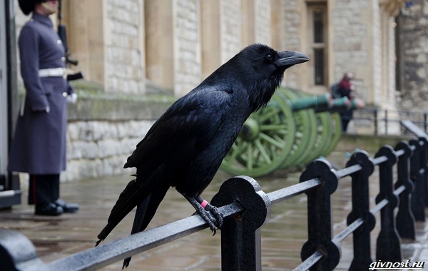 Ворон-птица-описание-особенности-образ-жизни-и-среда-обитания-24