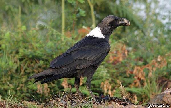 Ворон-птица-описание-особенности-образ-жизни-и-среда-обитания-6