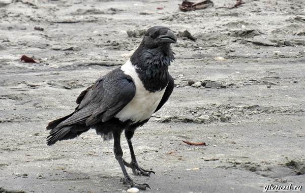 Ворон-птица-описание-особенности-образ-жизни-и-среда-обитания-7