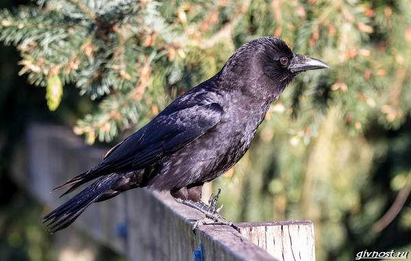 Ворон-птица-описание-особенности-образ-жизни-и-среда-обитания-8