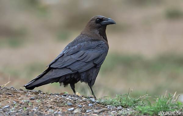 Ворон-птица-описание-особенности-образ-жизни-и-среда-обитания-9