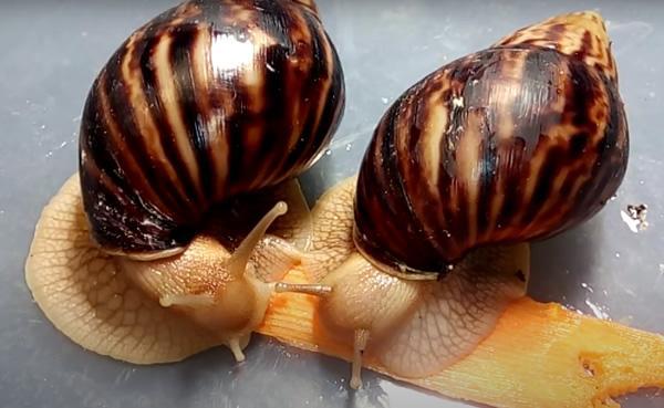 Сколько живут улитки ахатины в домашних условиях?