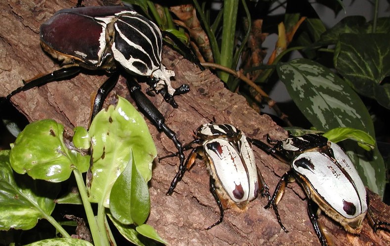 жук голиаф 10