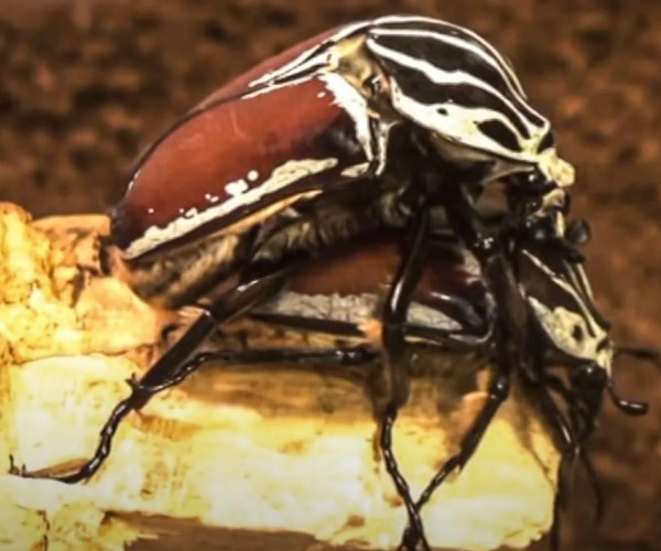 жук голиаф 12