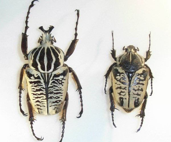 жук голиаф 13