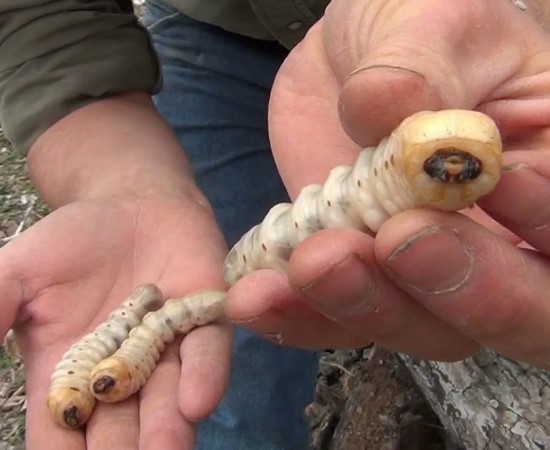 жук голиаф 14